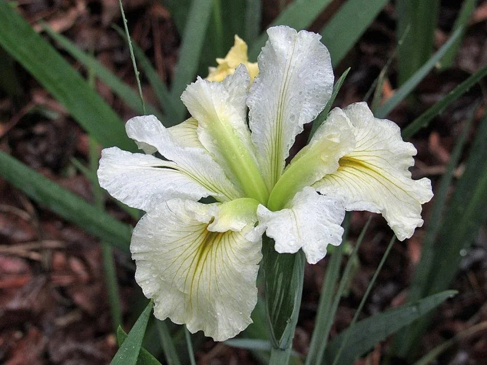 Iris 'Acadian miss' 1.jpg