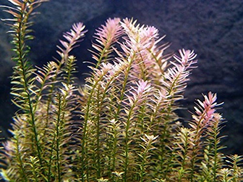 Rotala Indica is valued for its fast growth and dense foliage. Its ability to quickly fill in space and create a vibrant