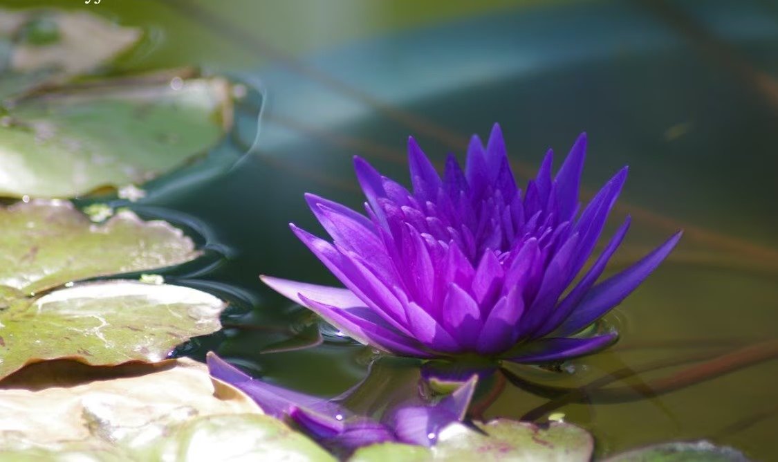 Tropical puple lily 1.jpg