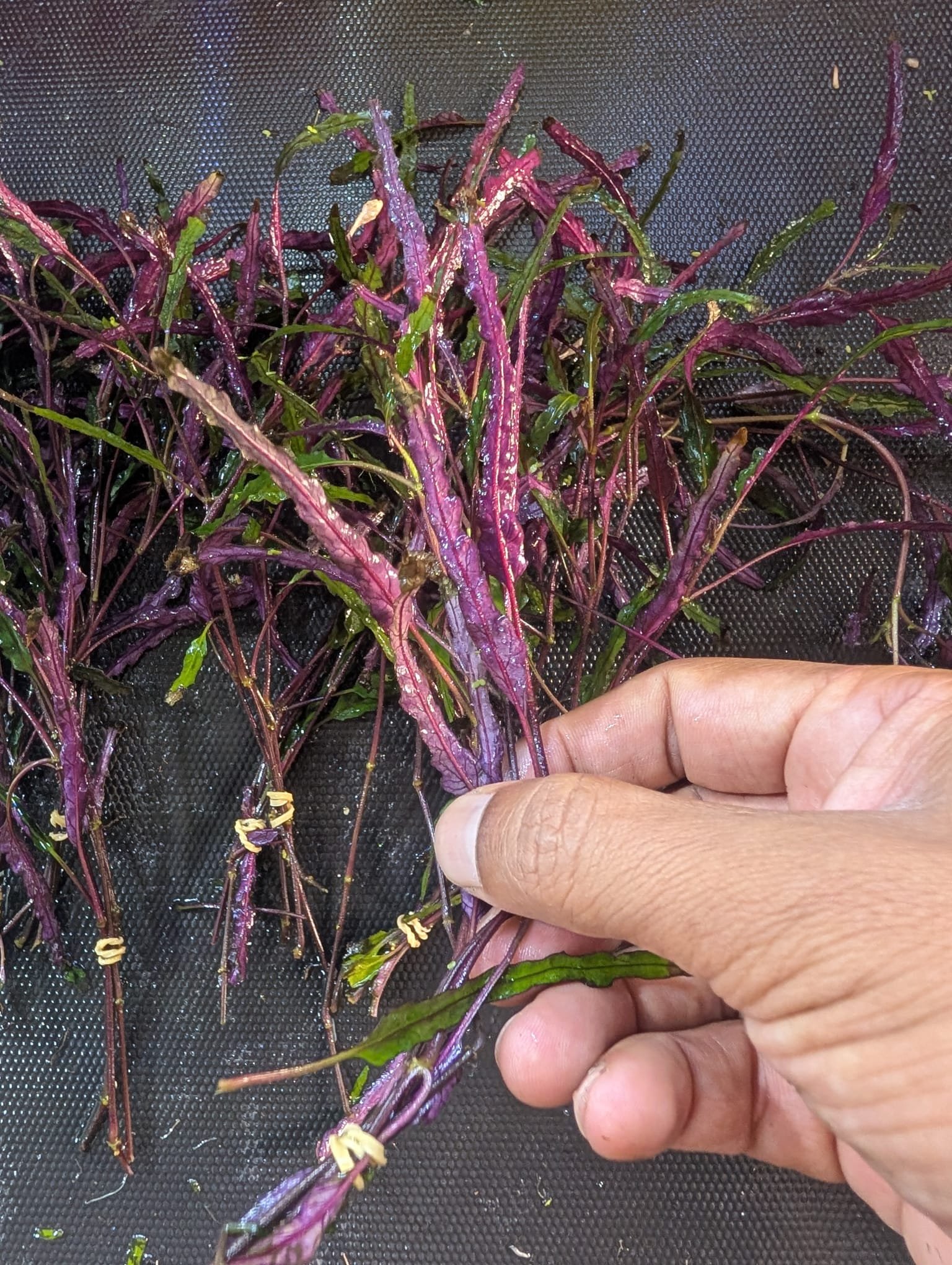 Dragon's tongue.jpg