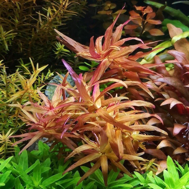 Rotala Magenta can create a dramatic backdrop or focal point when planted in clusters.