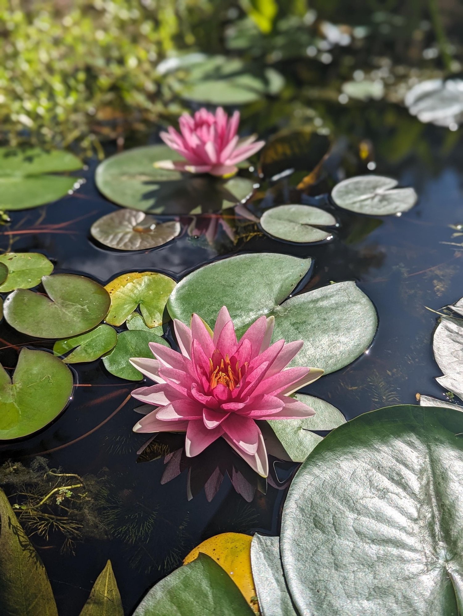 Hardy Water Lily Live Plant - Pink & White Blooms, Full Sun/Part Shade, Pond Plant 1 thumbnail image