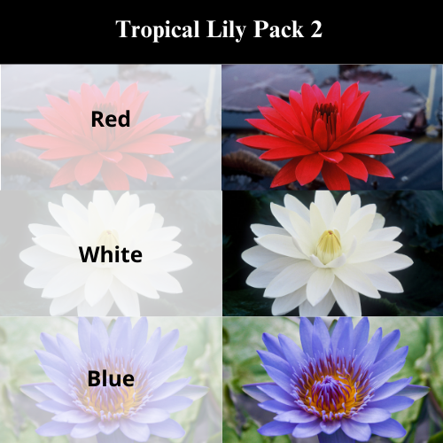 Tropical Lily Pack 2.png