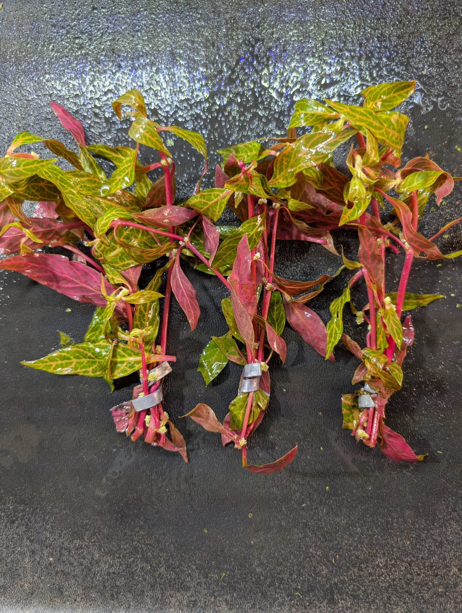 Variegated Scarlet Temple is recognized for its unique leaves, which display a beautiful blend of red, pink, and green hues, making it a showstopper in any planted tank.