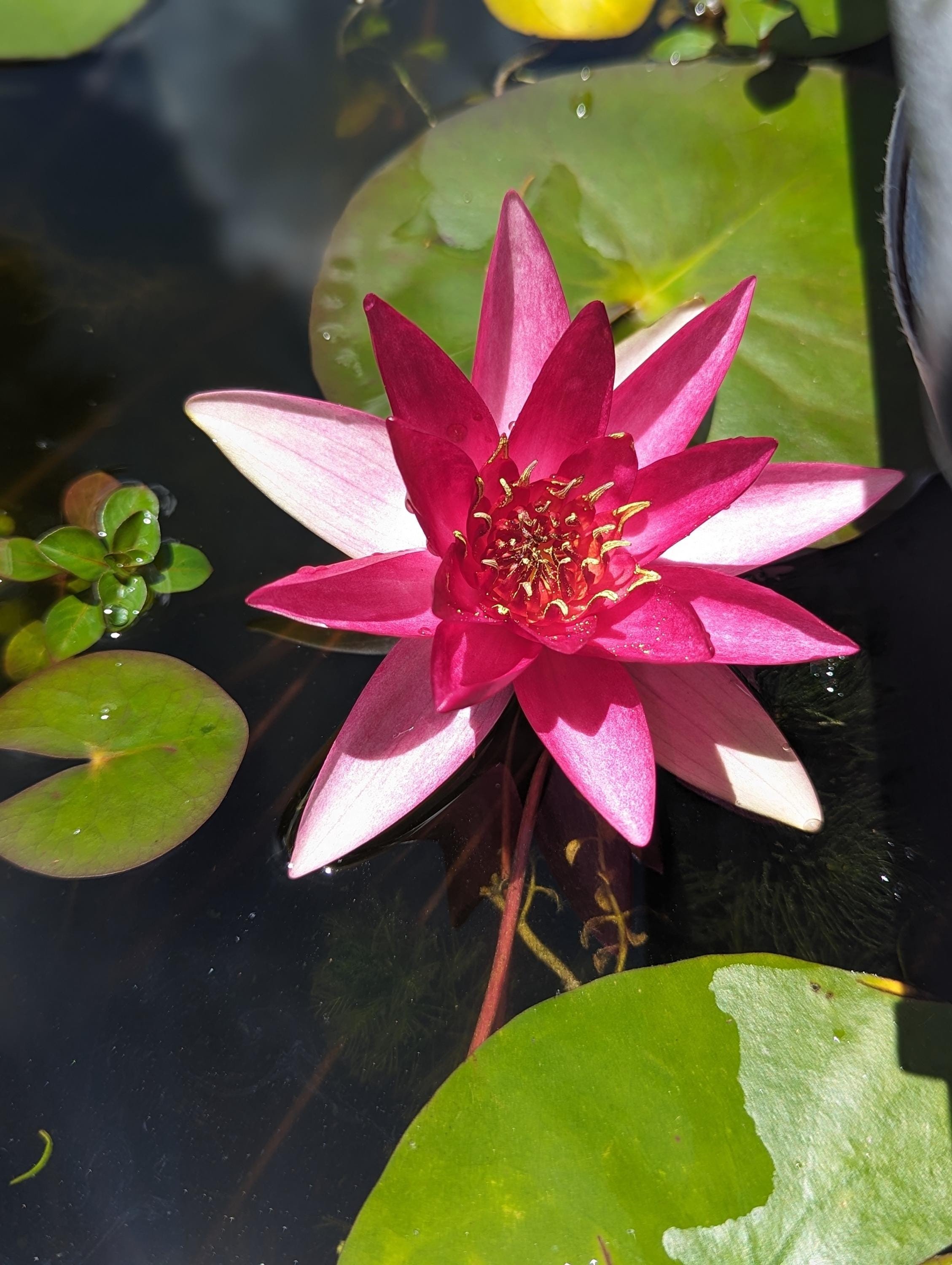 nymphaea 'hardy red'.jpg