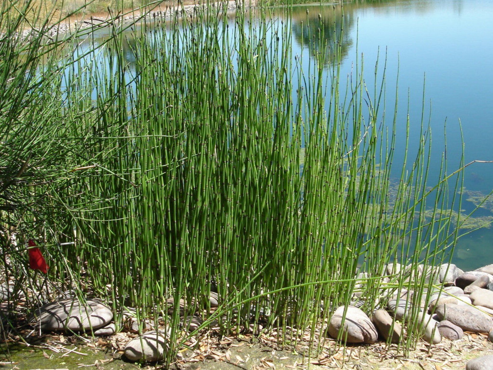 horsetail rush 4.jpg