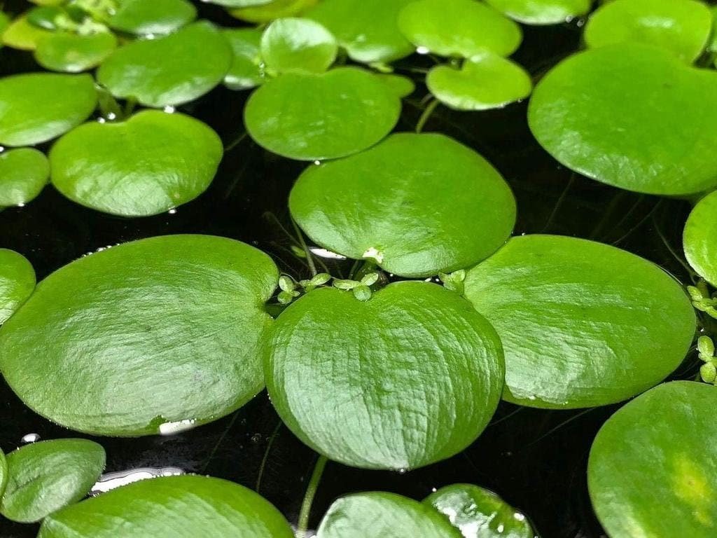 Amazon frogbit 1.jpg