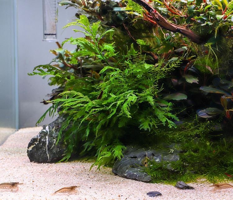Bolbitis responds well to CO₂ supplementation and nutrient-rich water, but it can also thrive in low-tech setups, making it a versatile option for aquarists.