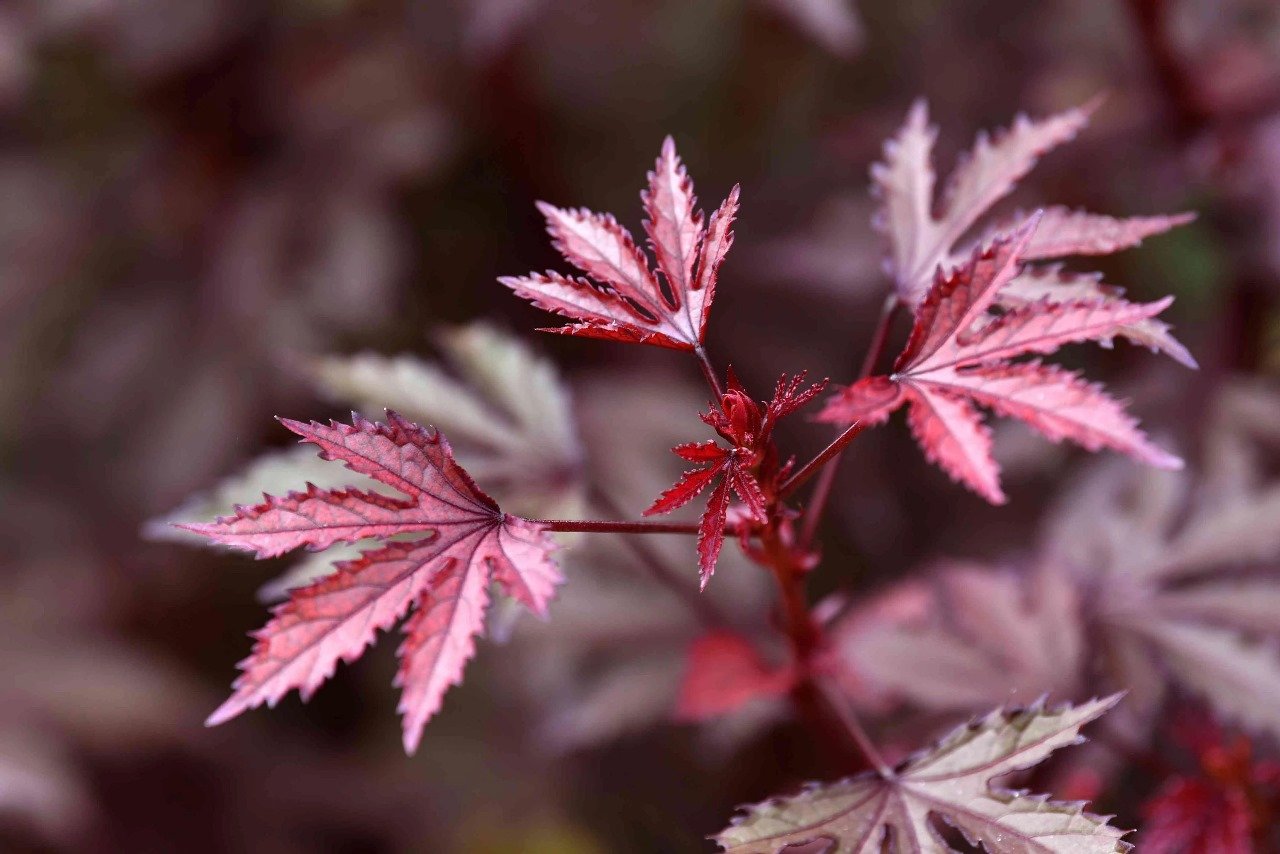 Cranberry Hibiscus 1.jpg