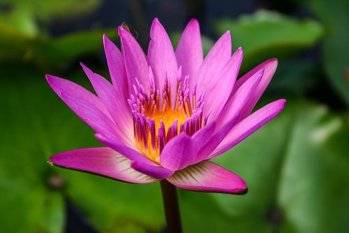 Nymphaea+'Ruby'+(1+of+1).jpg