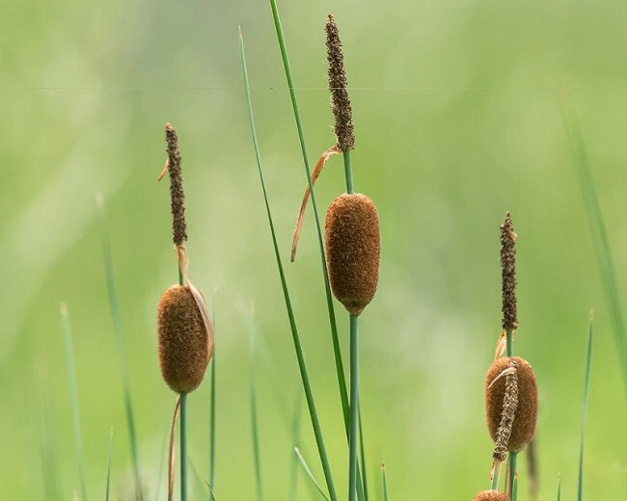 dwarf cattail 2.jpg