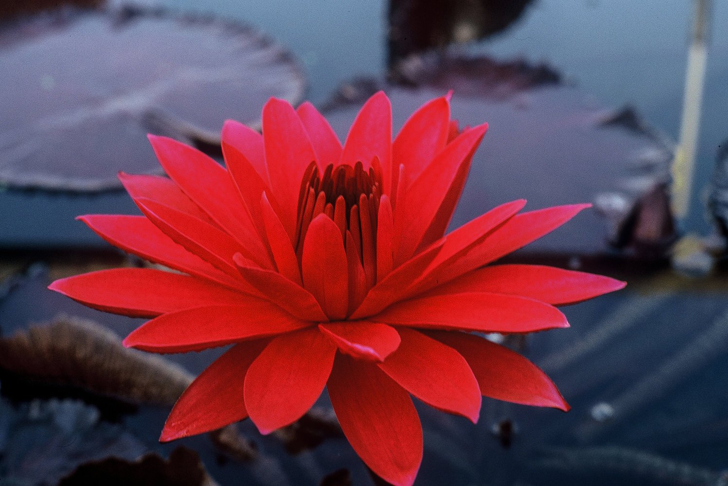 Nymphaea+'Red+Flare'+4+(1+of+1).jpg