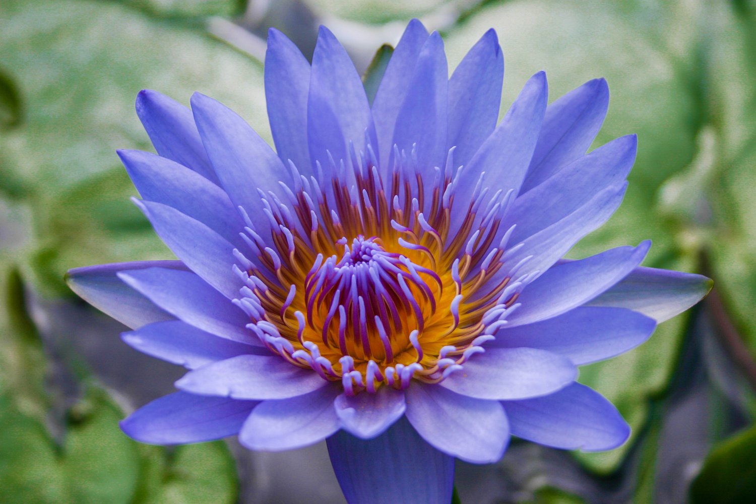 Nymphaea+'Blue+Capensis'+2+(1+of+1).jpg