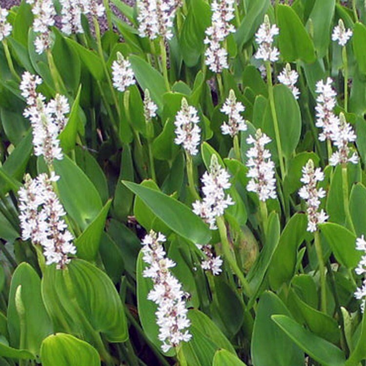 White Pickerel 1.jpg