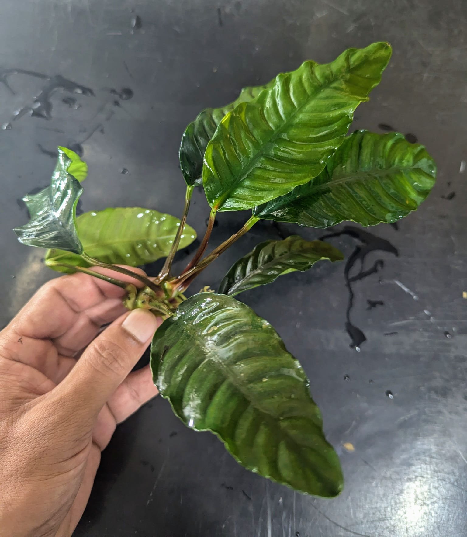 BUY 2 GET 1 FREE Anubias Barteri 'Coffeefolia'