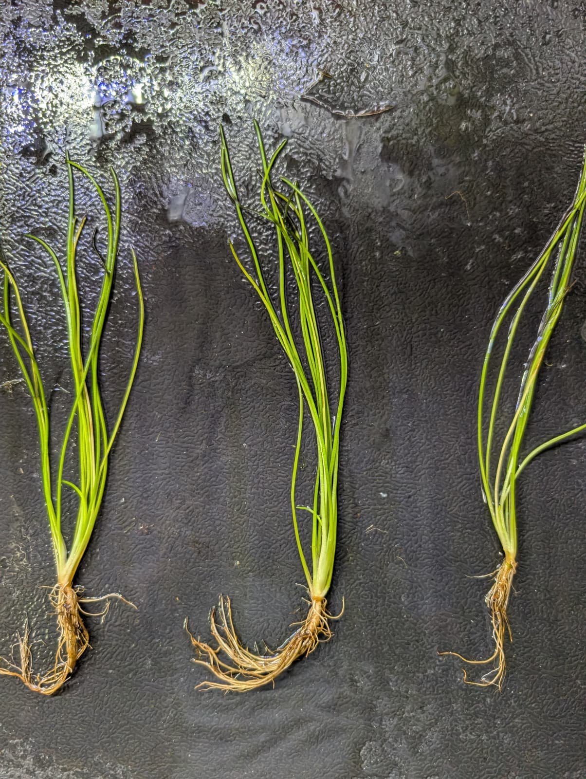 Litorella uniflora.jpg