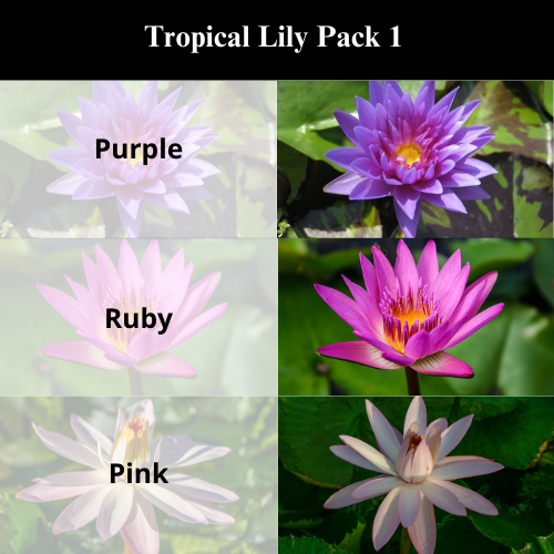 Tropical Lily Pack 1 (1).png