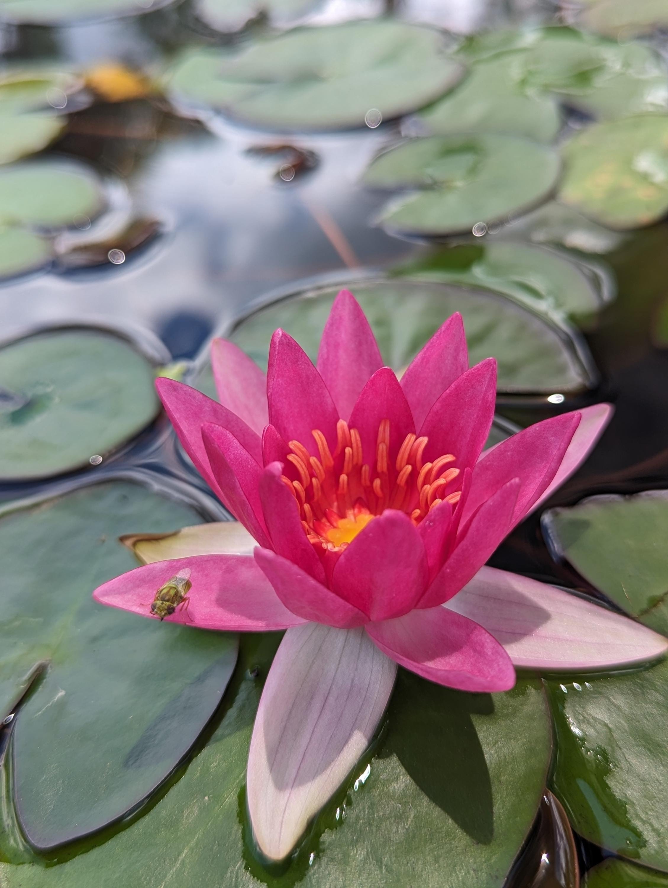 nymphaea 'hardy red' 1.jpg