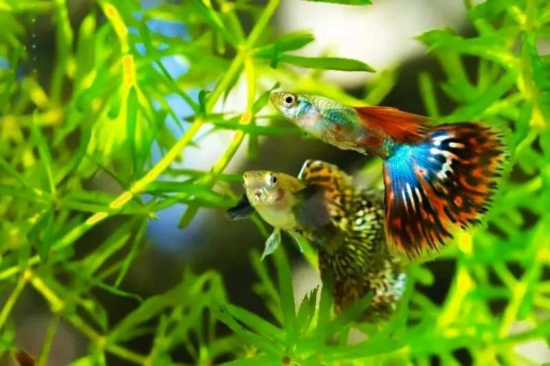 BUY GET FREE Guppy Grass (Najas Guadalupensis)-Easy Live Aquarium Pond  Aquatic Plant — Florida Aquascaping