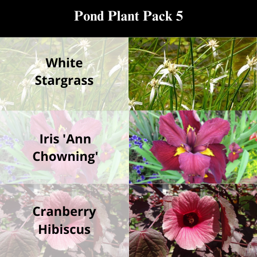 Pond Plant Pack 5.png