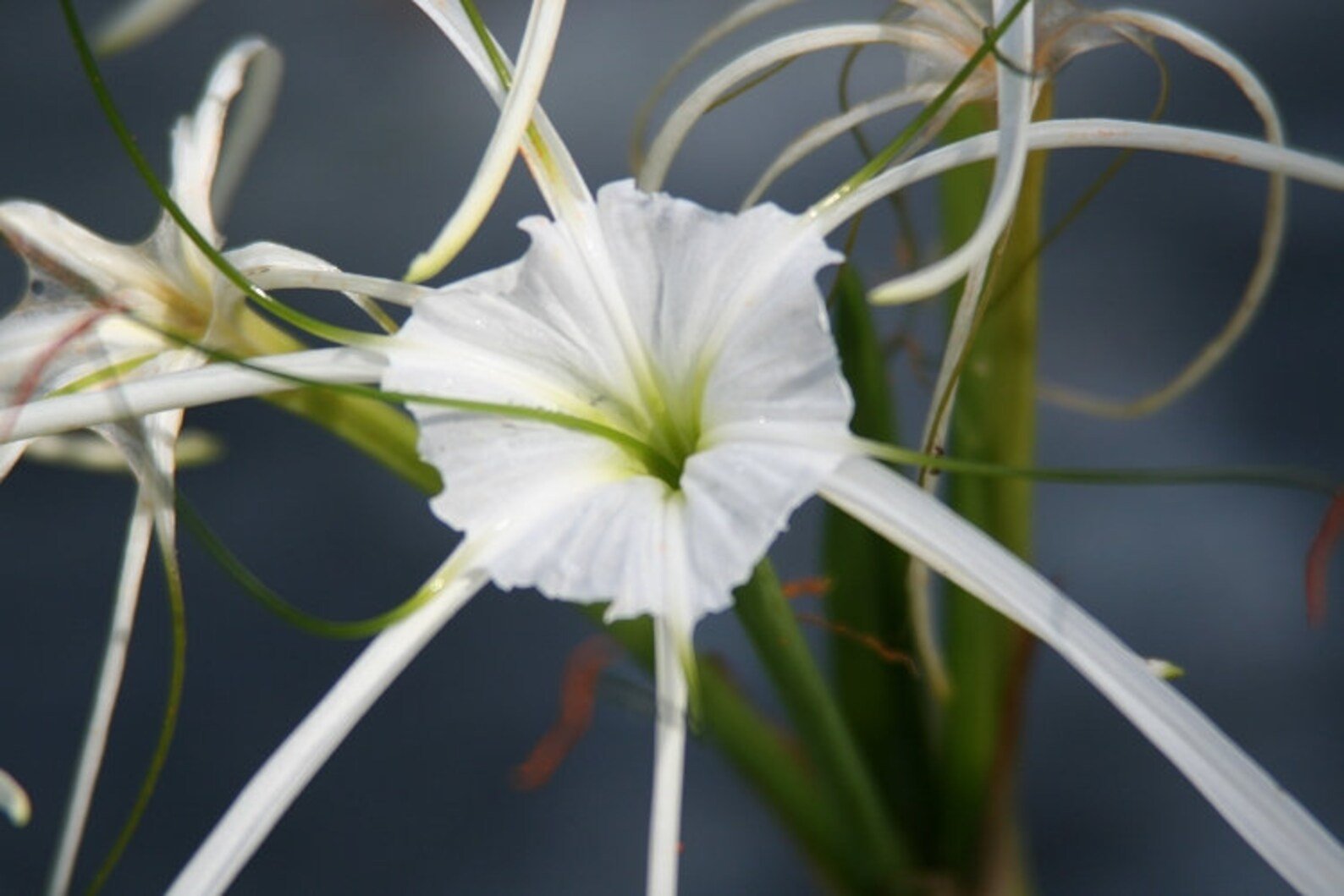 Variegated Spider Lily.jpg