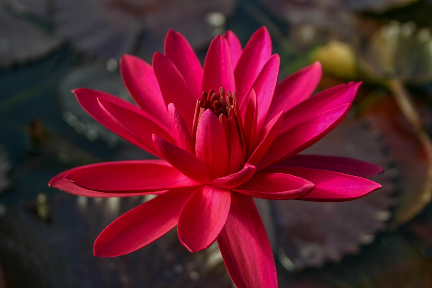 Nymphaea+'Red+Flare'+(1+of+1).jpg