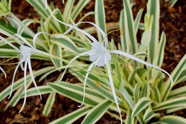 Variegated Spider Lily (Hymenocallis caribaea) thrives in warm, humid climates and prefers full sun to partial shade.