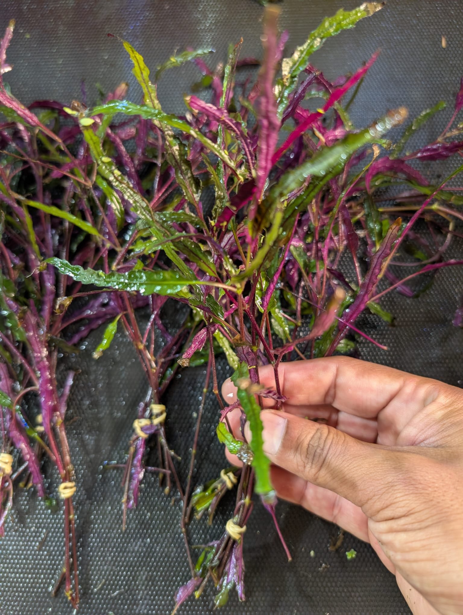 Dragon's tongue 1.jpg