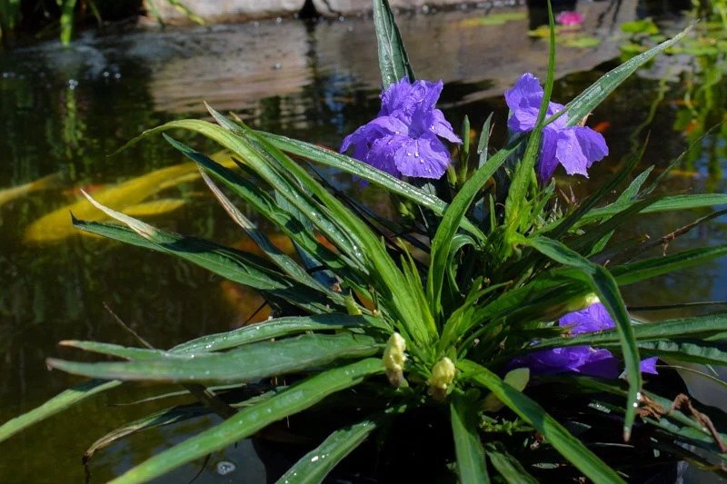 dwarf bluebell 3.jpg