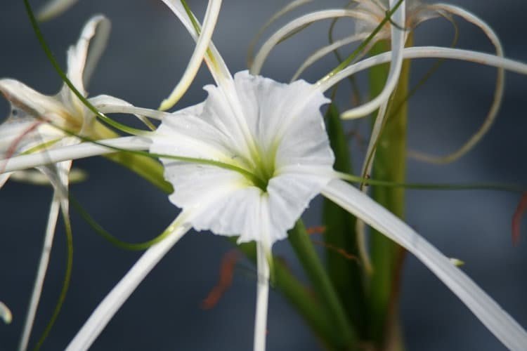 Variegated Spider Lily (Hymenocallis caribaea) typically blooms in the late spring to summer, producing clusters of flowers that last for several weeks.