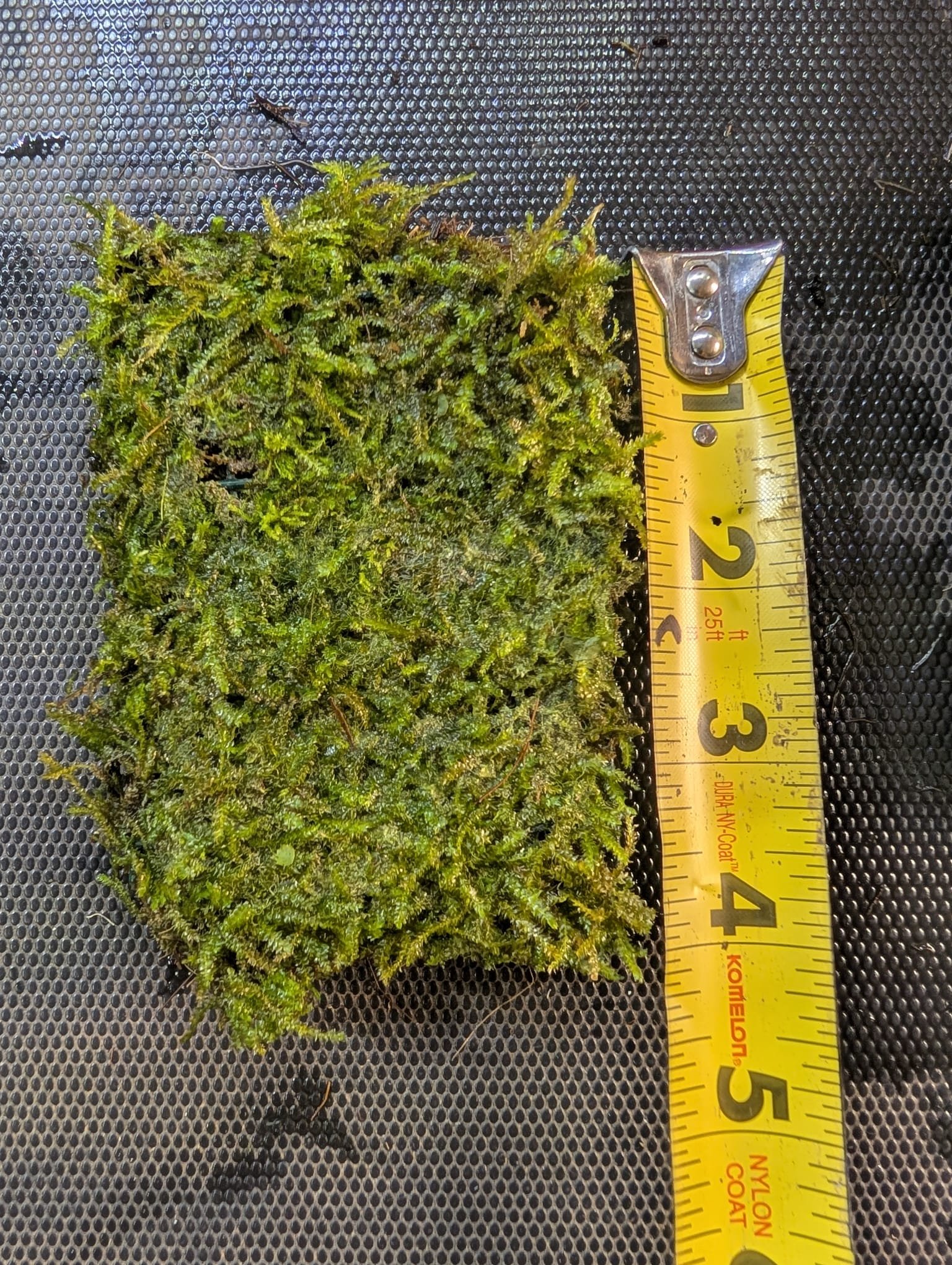 Java Moss on Mat can be used creatively to cover substrates, wrap around driftwood, or disguise filtration equipment.