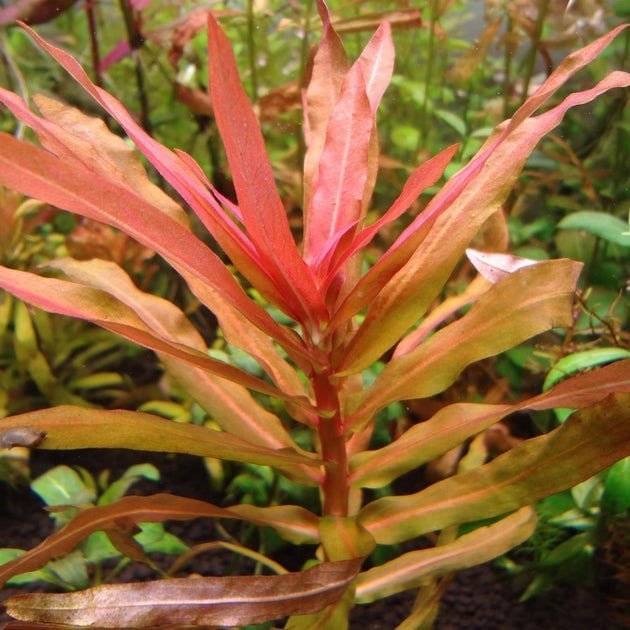 Ammania Senegalensis 2.jpg