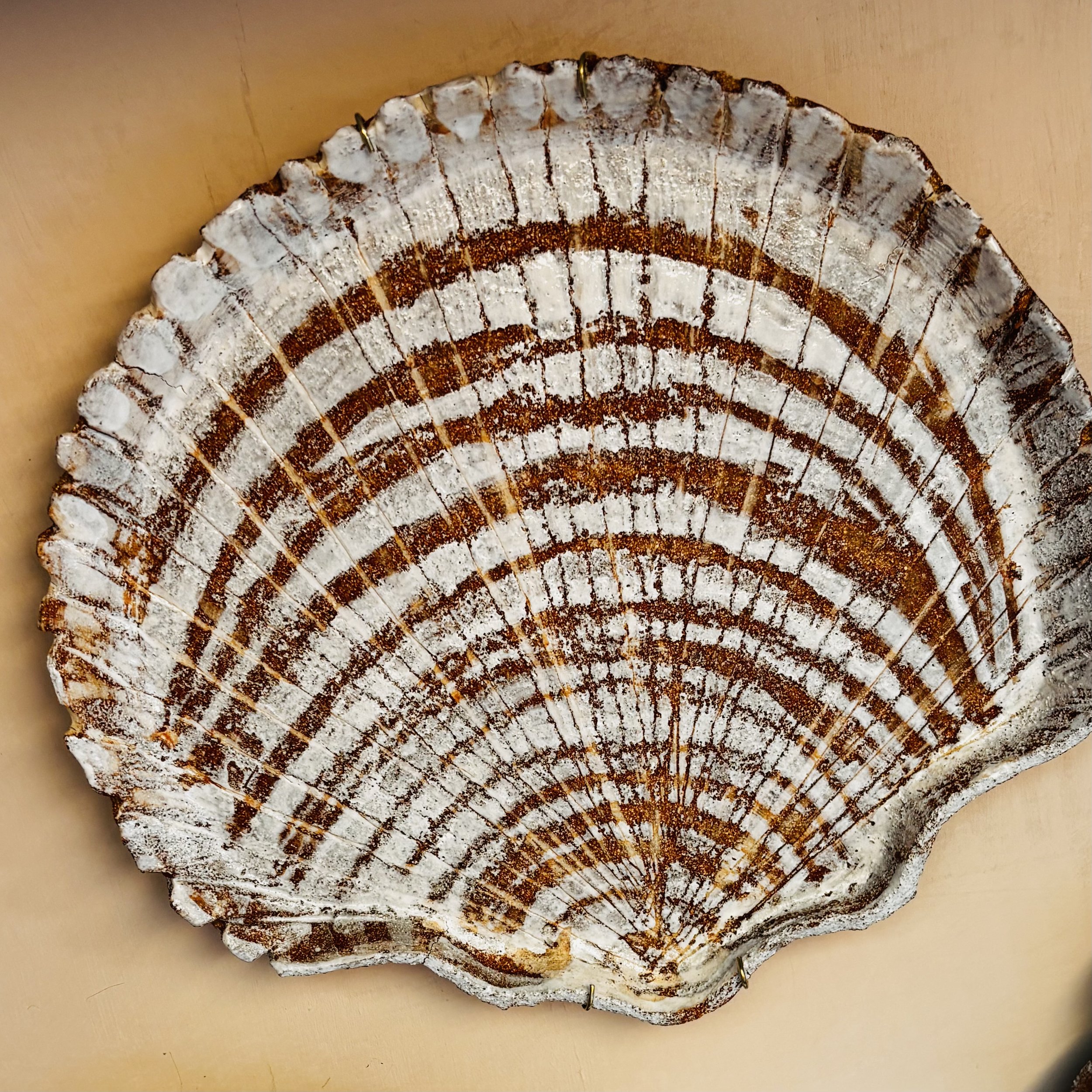 2. Scallop Shell Wall Plate