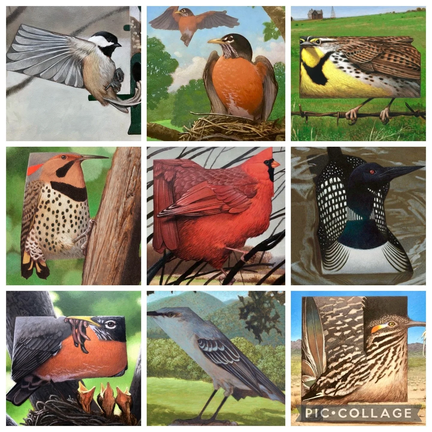 Just a handful of the 50 state bird prints available to purchase through my website. Cfpayne.com @illustrationmfa #printsforsale #statebirds