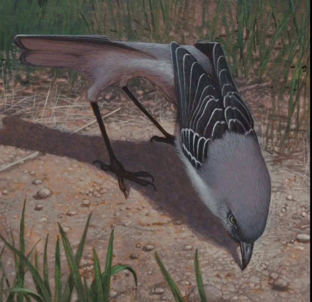 Today, Dec. 17 is you last day to order your signed state bird print and have it guaranteed in the mail Monday for gift giving. Prints can be ordered through my website, cfpayne.com. A great gift for any bird lover. #cfpayne #birdart #birdlover