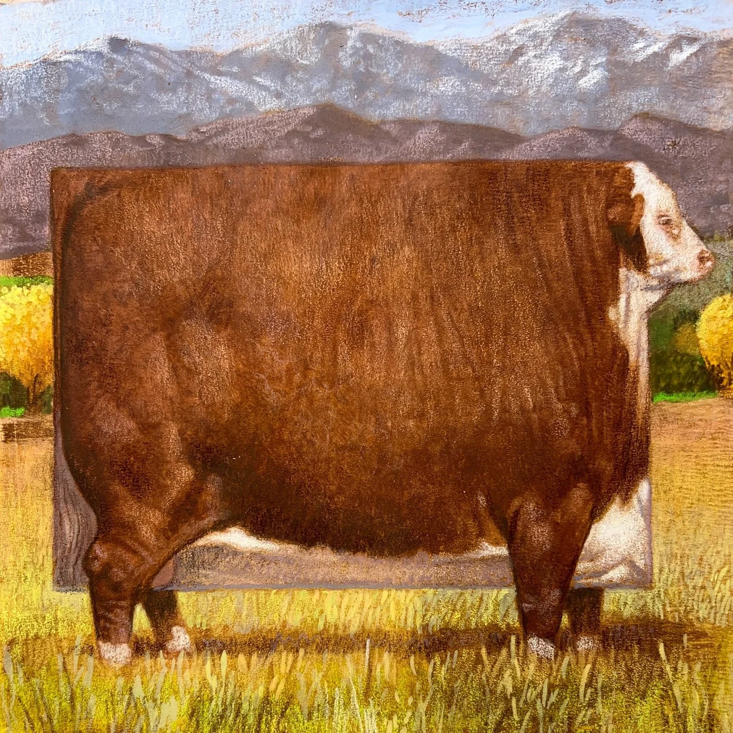 Colorado Hereford. #cfpayne #hartfordartschool #illustration @illustrationmfa @illustrationacademy