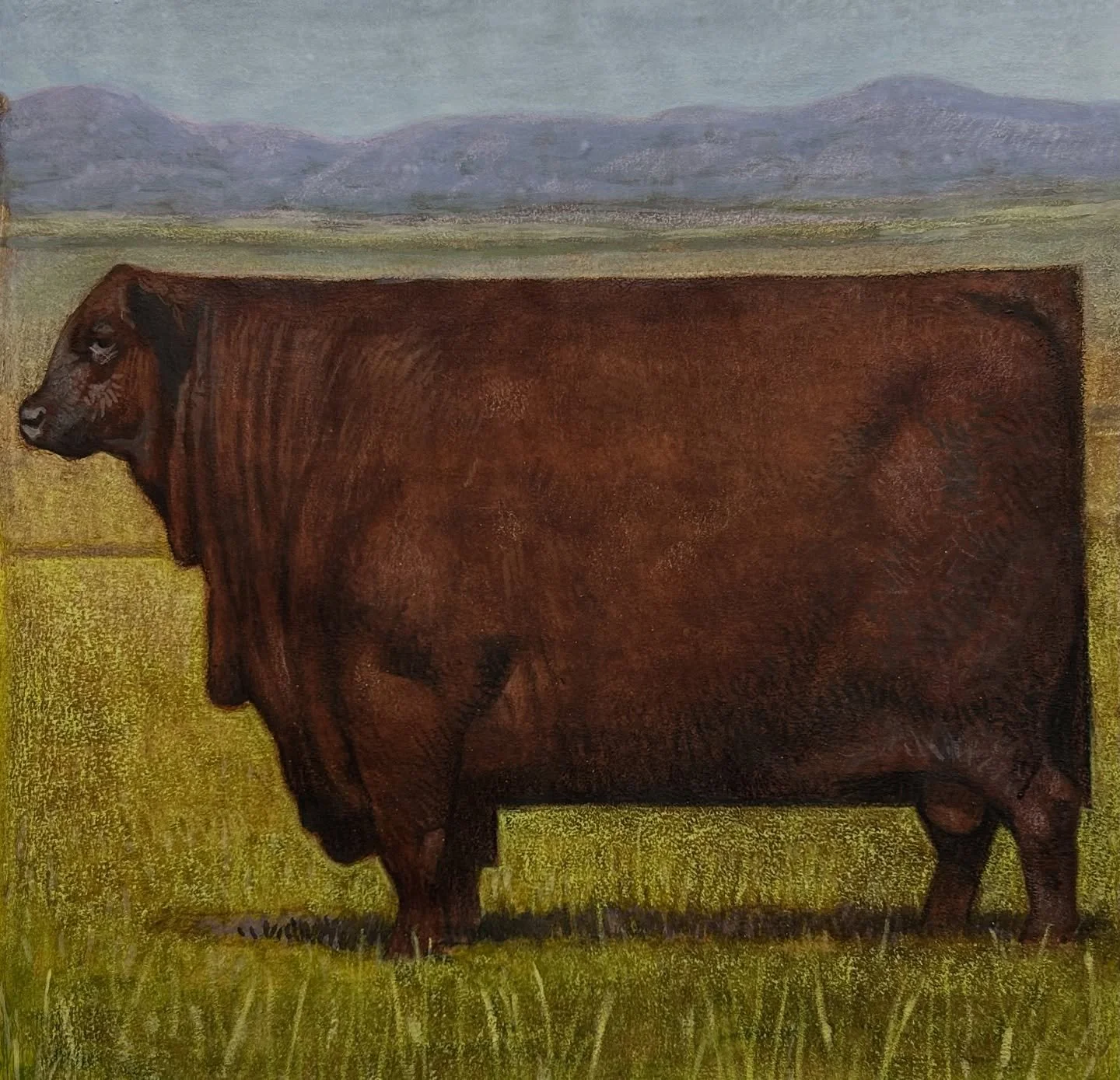 Montana is my next bull. A Montana Red Angus. These are all relatively small comps for a series I am soon to start painting. #cfpayne #hartfordartschool #illustration @illustrationmfa @illustrationacademy