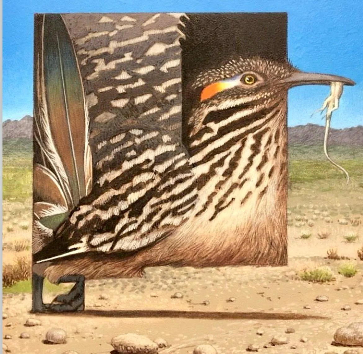 For those who seem to like my square bulls, how does a square New Mexico Roadrunner work for you. #cfpayne #hartfordartschool #illustratonart @illustrationmfa @illustrationacademy