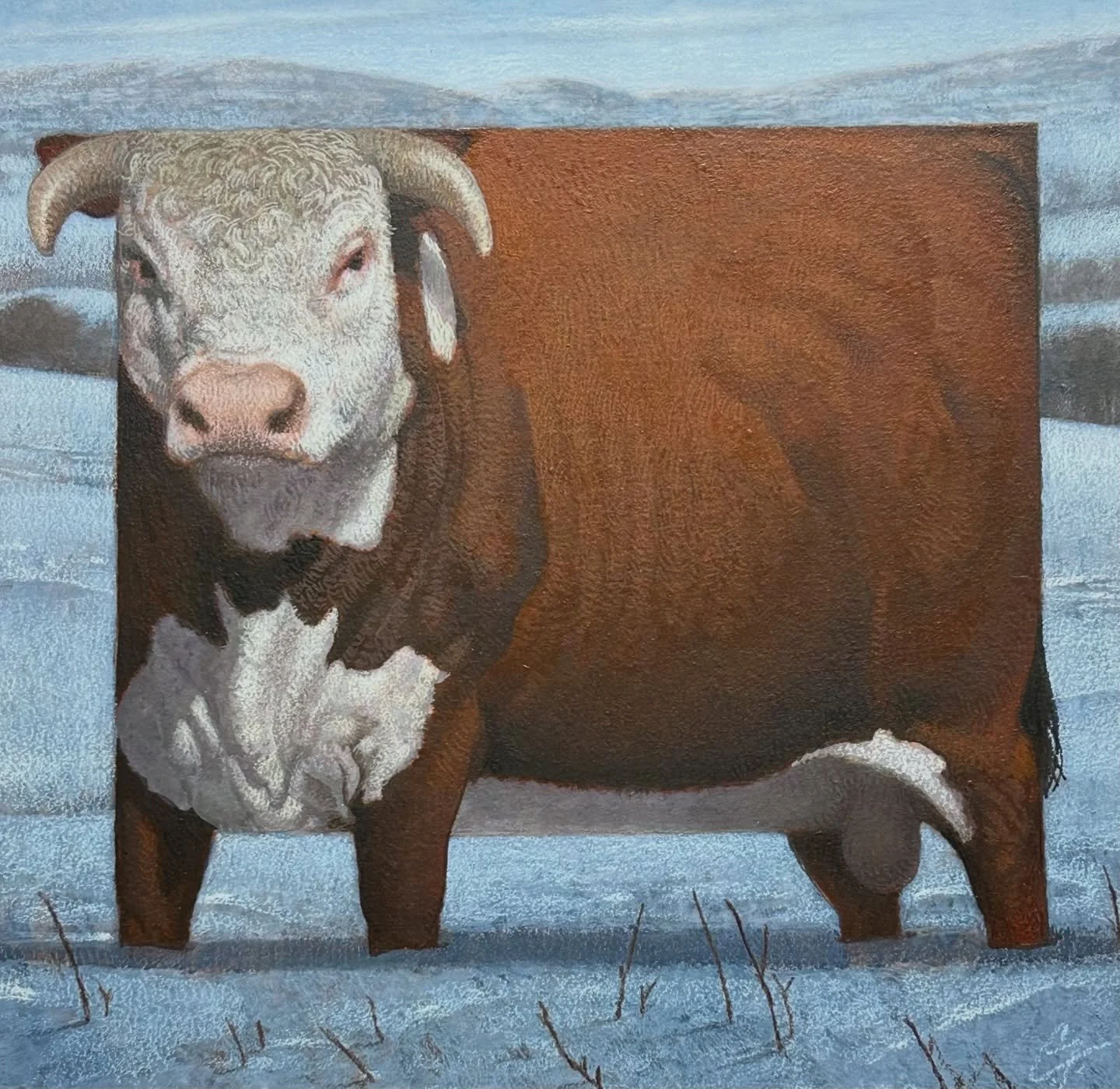 Wyoming Hereford Bull painted. #cfpayne #hartfordartschool #illustration @illustrationmfa @illustrationacademy