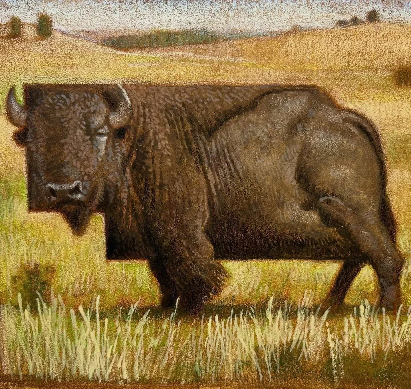 Color comp for Nebraska Buffalo. A new picture with more to come. Now back to Hartford MFA school work. #cfpayne #hartfordartschool #mfa @illustrationmfa @illustrationacademy