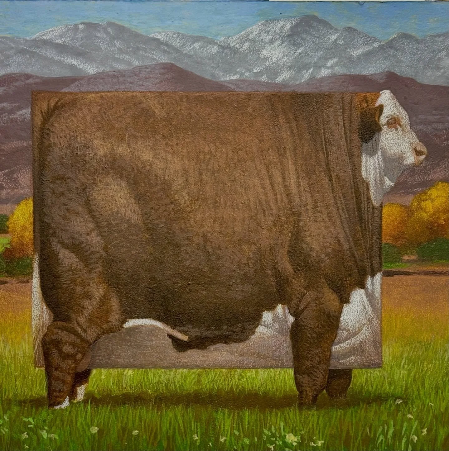 A good start on my Colorado Hereford. So to be complete. #cfpayne #hartfordartschool #mfa @illustrationmfa @illustrationacademy