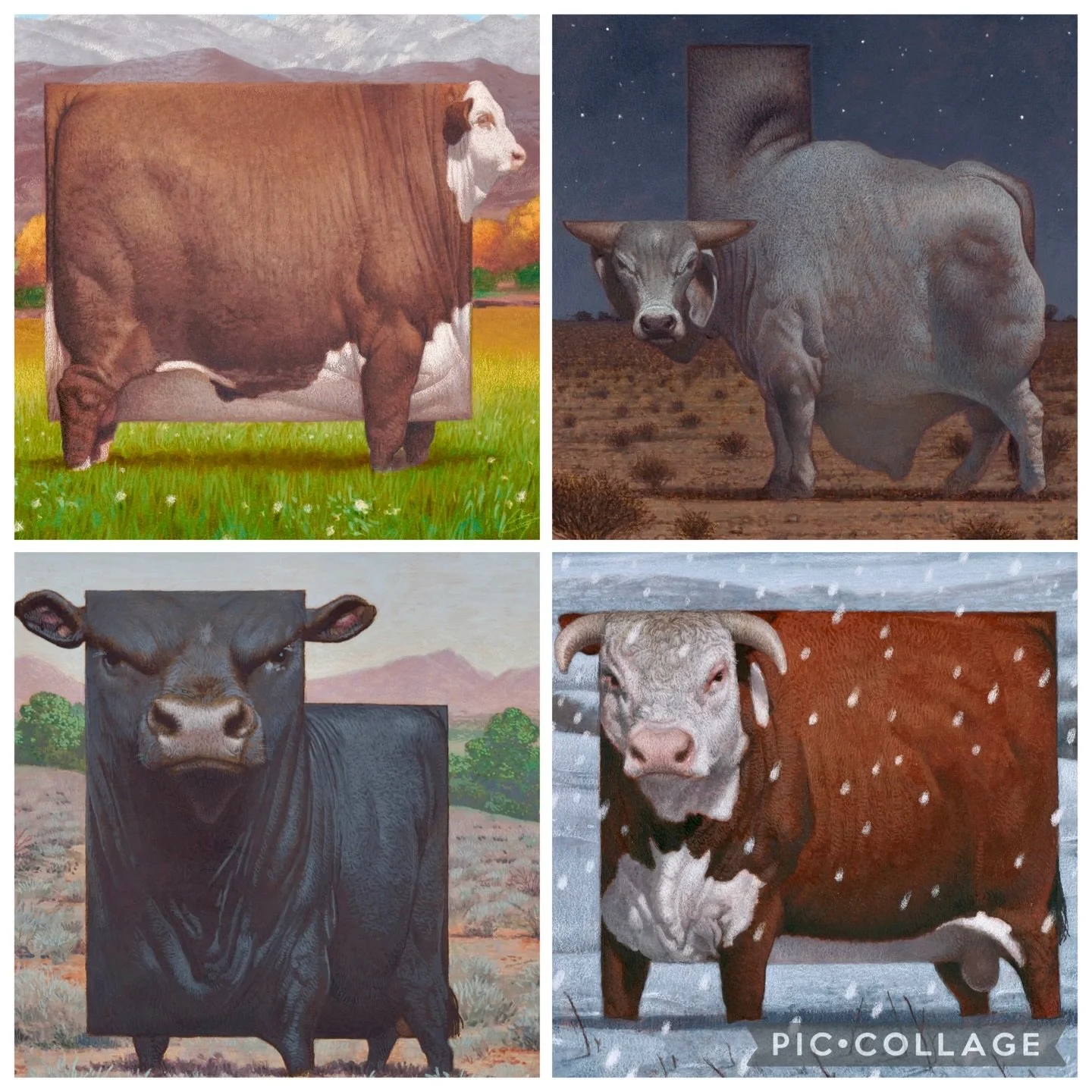 Signed prints of my state cows and bull are starting to be made available through my site, cfpayne.com. More images will follow. #cfpayne #hartfordartschool #cows @illustrationmfa @illustrationacademy