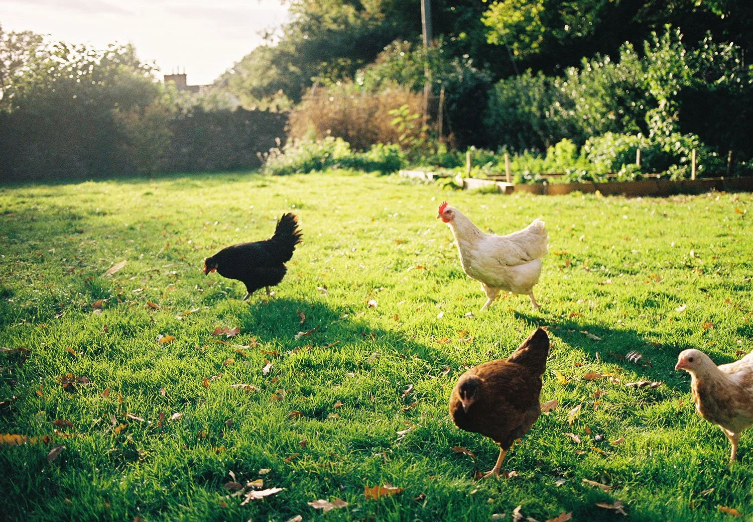 Chickens.jpg
