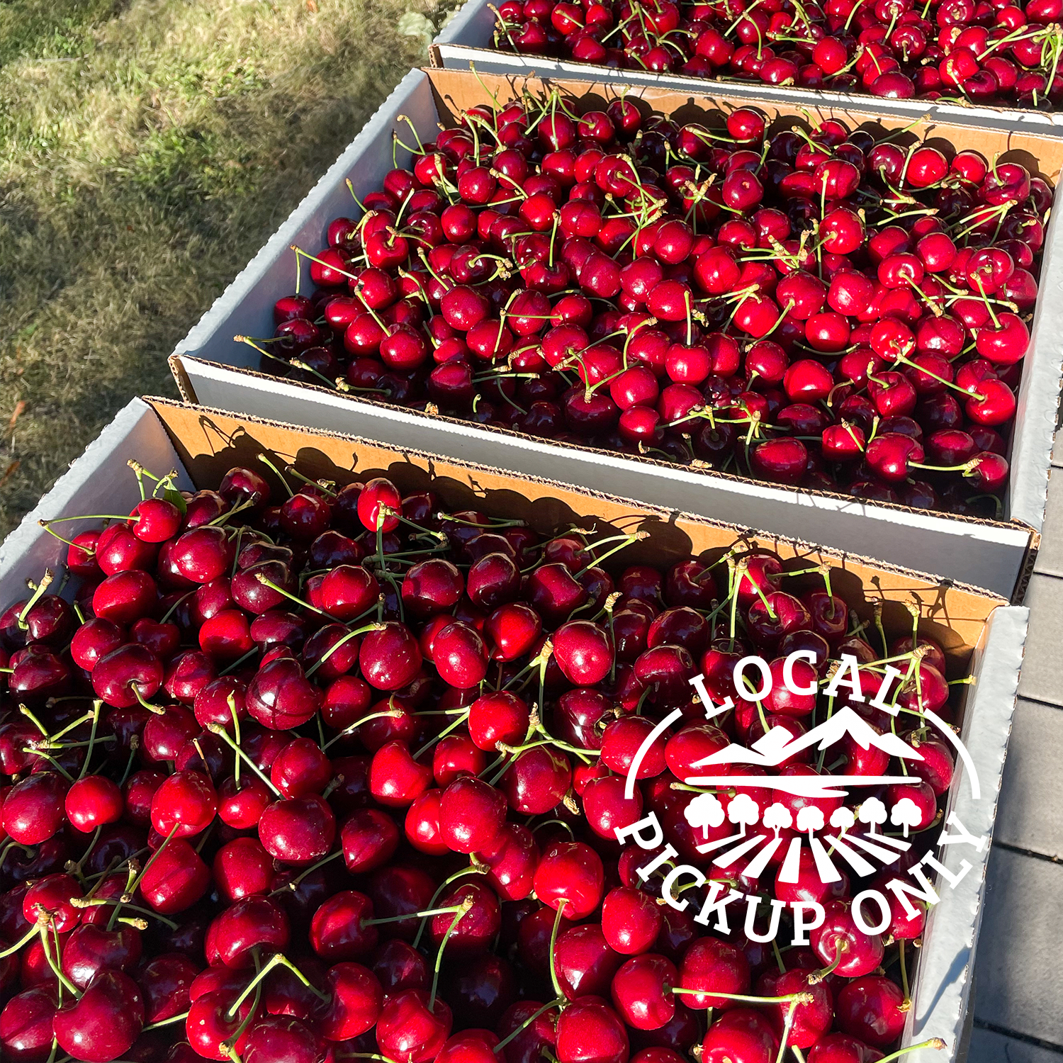 Cherries pickup logo v2.png