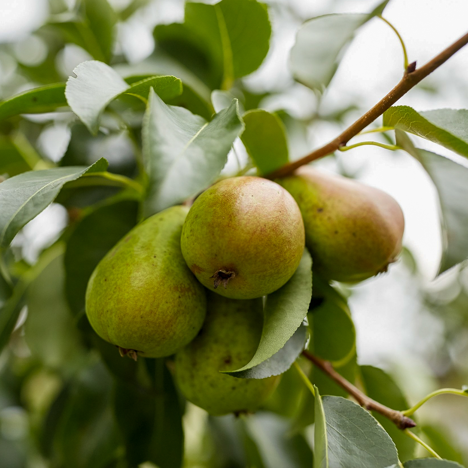 pears.png
