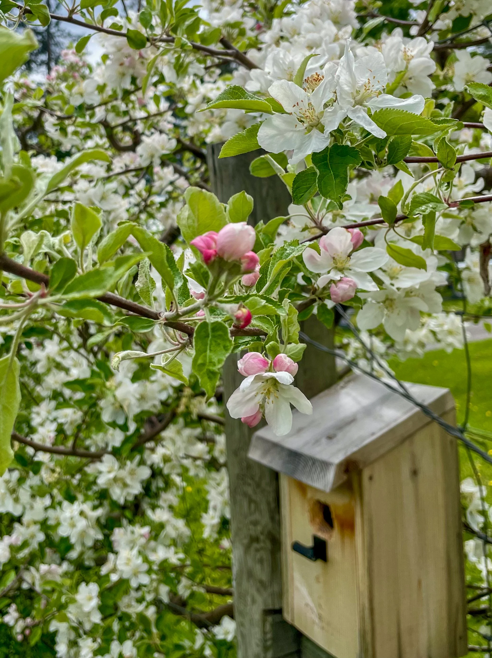 Here’s one of our many bird boxes—all currently occupied! Eggs have been laid, and new chicks are already hatching.