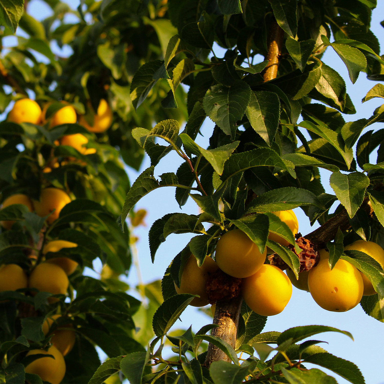 yellow plum.png