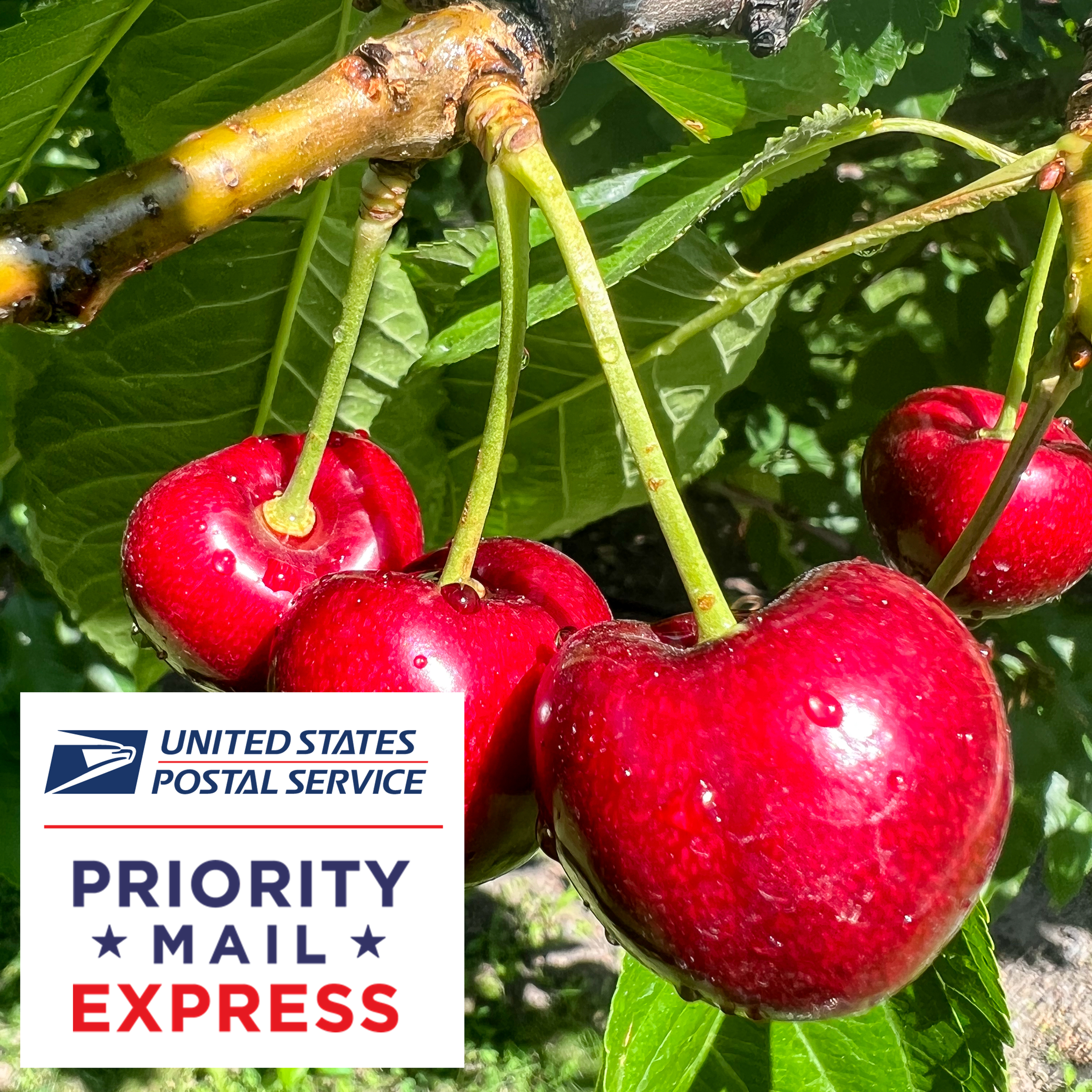 USPS Priority Mail Express Logo.png