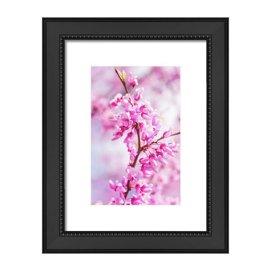 Blossoms black frame.jpeg