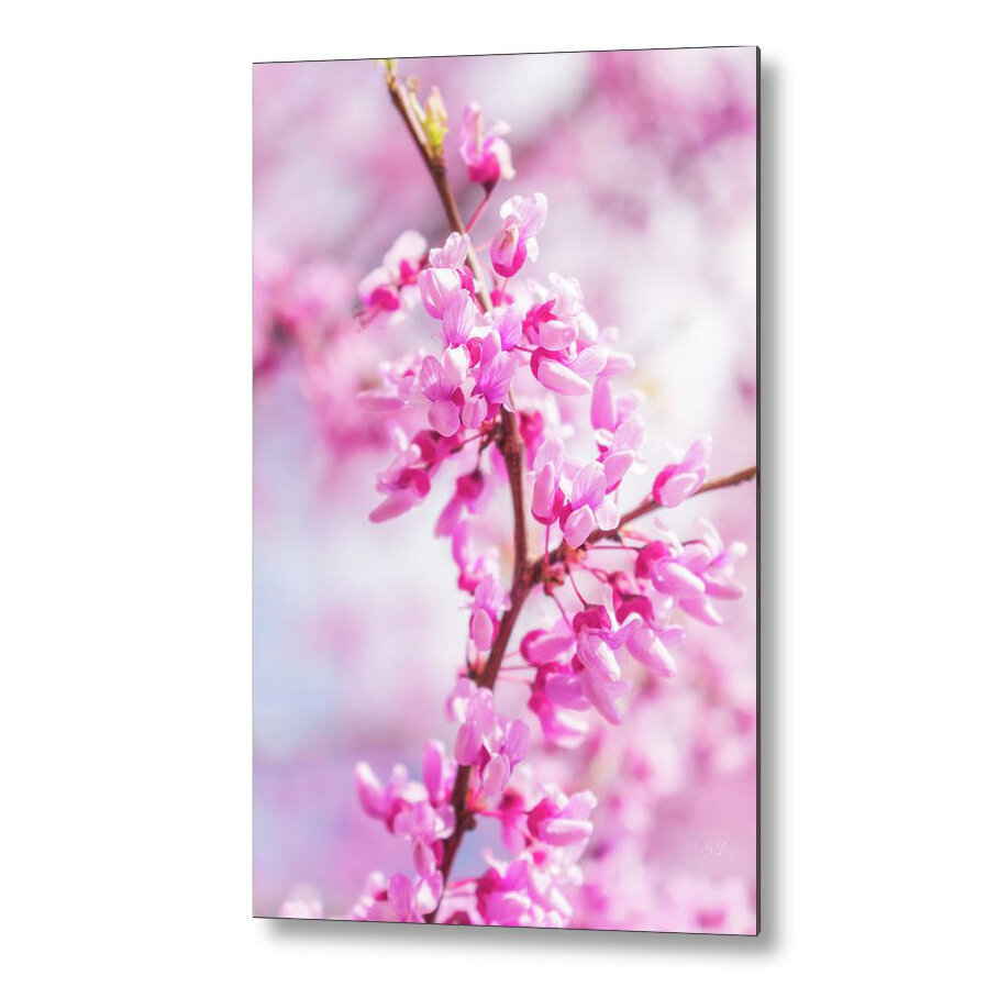eastern redbud blossom metal.jpeg